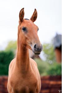 Photo cheval a vendre SAINTBART DE LA GESSE